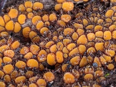 Scutellinia setosa