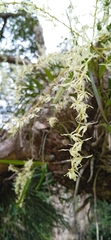Epidendrum acuminatum