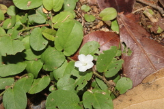 Evolvulus nummularius