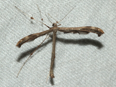 Tetraschalis arachnodes