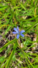 Tecophilaea violiflora
