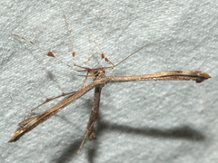 Tetraschalis arachnodes