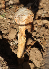 Battarreoides diguetii