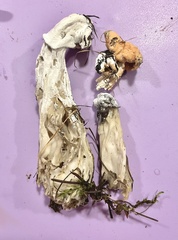 Hypomyces cervinigenus