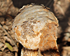 Battarreoides diguetii