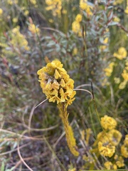 Dillwynia floribunda