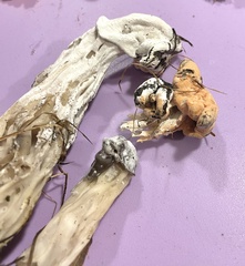 Hypomyces cervinigenus