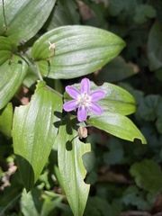 Tripladenia cunninghamii