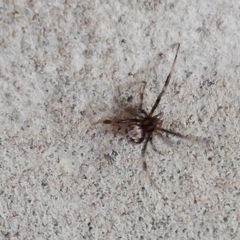 Latrodectus mirabilis
