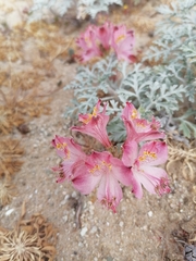 Alstroemeria hookeri