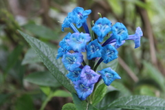 Stachytarpheta speciosa