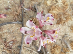 Alstroemeria hookeri