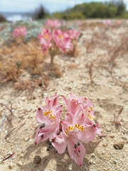 Alstroemeria hookeri