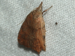 Tortricopsis euryphanella