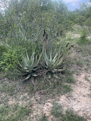 Aloe cryptopoda