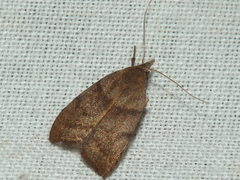 Tortricopsis euryphanella