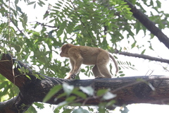 Macaca assamensis