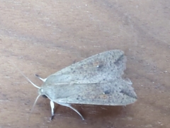 Mythimna convecta