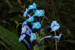 Stachytarpheta speciosa