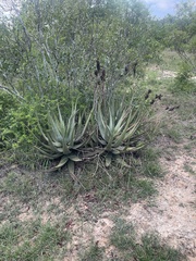 Aloe cryptopoda