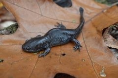 Ambystoma talpoideum