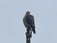 Harpagus bidentatus