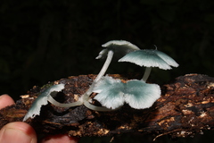 Clitocybula azurea