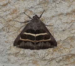 Grammodes exclusiva