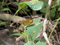 Xanthoneura corissa