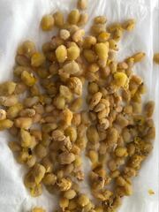 Siphonodon australis