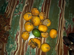 Siphonodon australis