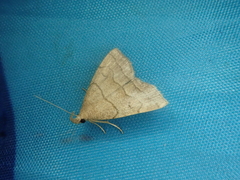 Herminia arenosa