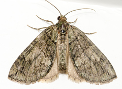 Hydriomena transfigurata