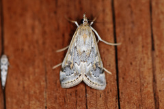 Loxostege allectalis