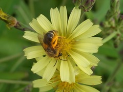Colletes patellatus