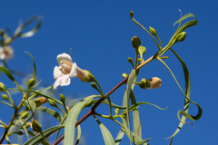 Eremophila bignoniiflora