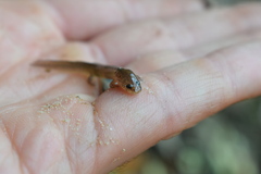 Gyrinophilus porphyriticus