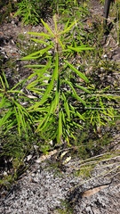 Astrotricha longifolia