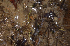 Gyrinophilus porphyriticus