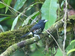 Capito maculicoronatus