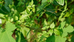 Clematis grata