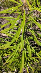 Astrotricha longifolia