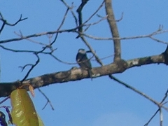 Notharchus pectoralis