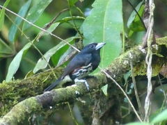 Capito maculicoronatus