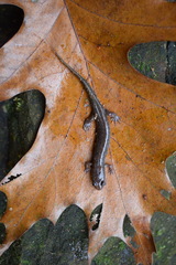 Desmognathus conanti