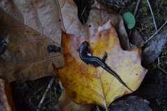 Desmognathus conanti