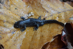 Ambystoma talpoideum