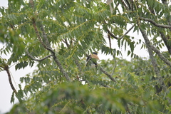 Anthracoceros coronatus