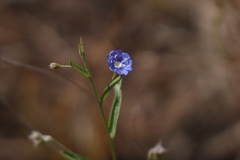 Evolvulus alsinoides