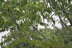 Azadirachta indica